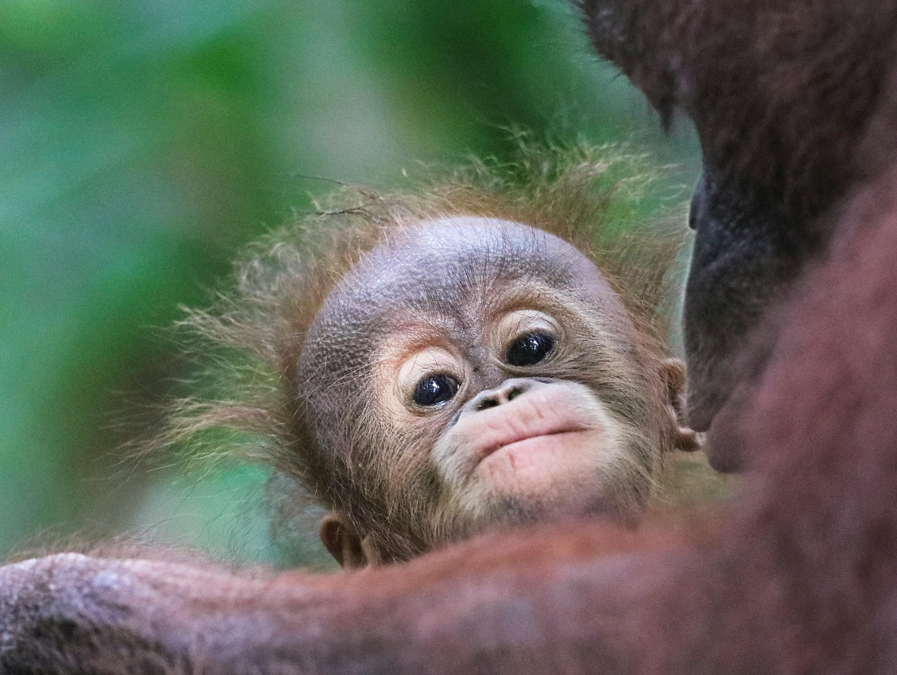 baby orangutan image